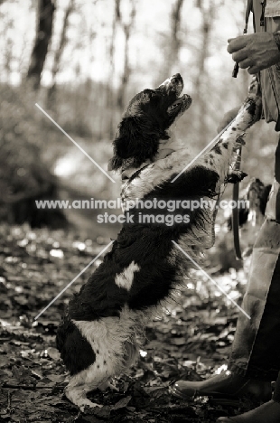 english springer spaniel greeting owner