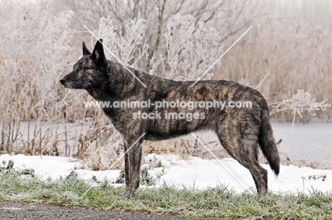 Dutch Shepherd Dog, shorthaired