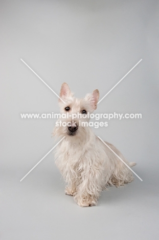 wheaten Scottish Terrier in studio on grey background.