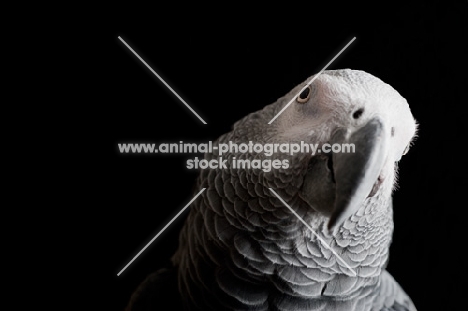 African Grey Parrot turning it's head