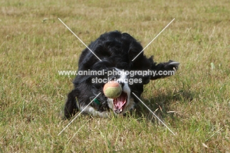 Border Collie trying to catch a ball