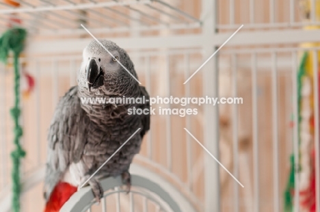 African Grey Parrot on cage