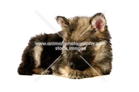 German Shepherd (aka Alsatian) puppy, resting