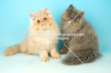 cream and blue cream persian cats