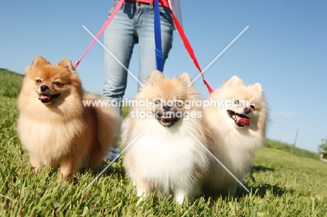 three Pomeranians on lead