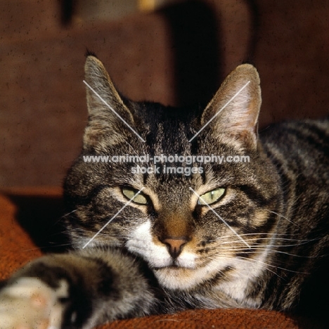 tabby cat lying in the sun