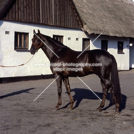 flying drumstick, danish thoroughbred full body 