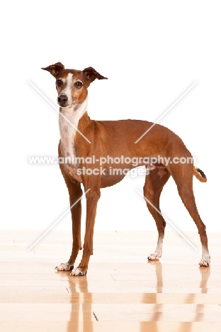 red and white Italian Greyhound