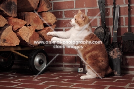 tabby and white Manx cat