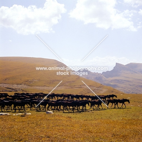 Kabardines, taboon of stallions and colts in Caucasus mountains