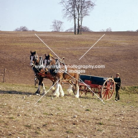 two shire horses with seed drill at spring working 