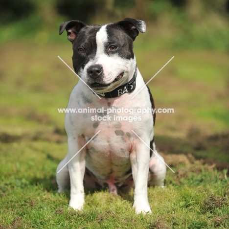 staffordshire bull terrier, black and white pied, sitting