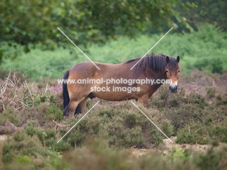 Exmoor Pony standing in greenery