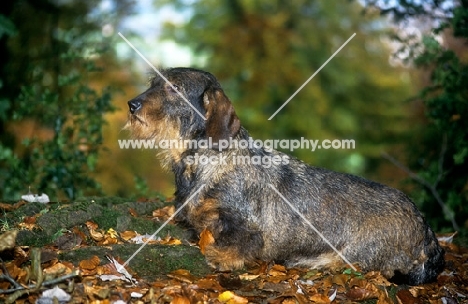 lieblings nobody's fool, wirehaired dachshund in woods