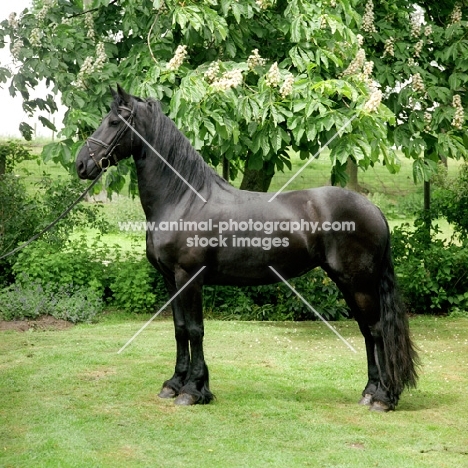 Friesian, side view on grass