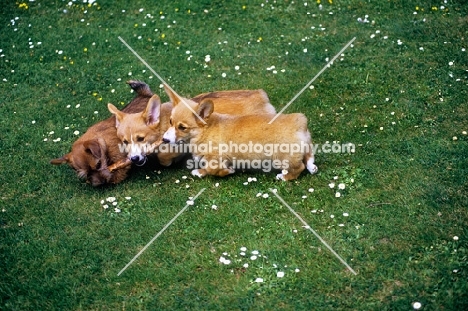norfolk terrier and pembroke corgi puppies competing over a stick