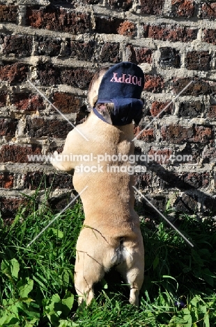 French Bulldog wearing a hat standing up against brick wall