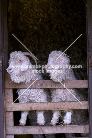 Angora goats in barn