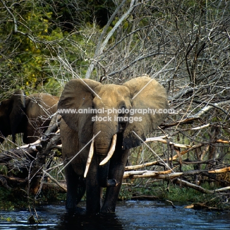 elephant in water in murchison falls np, Uganda with dead trees