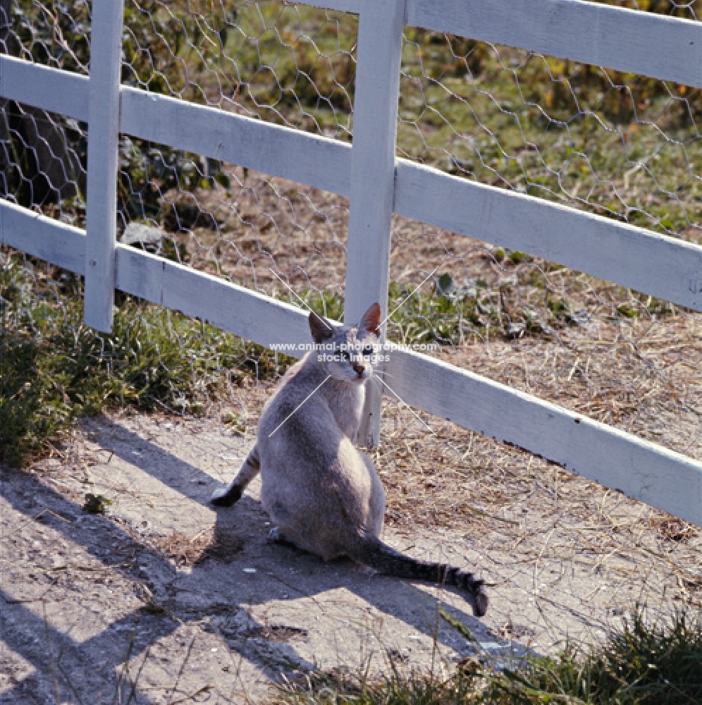 tabby point siamese cat sitting beside a gate