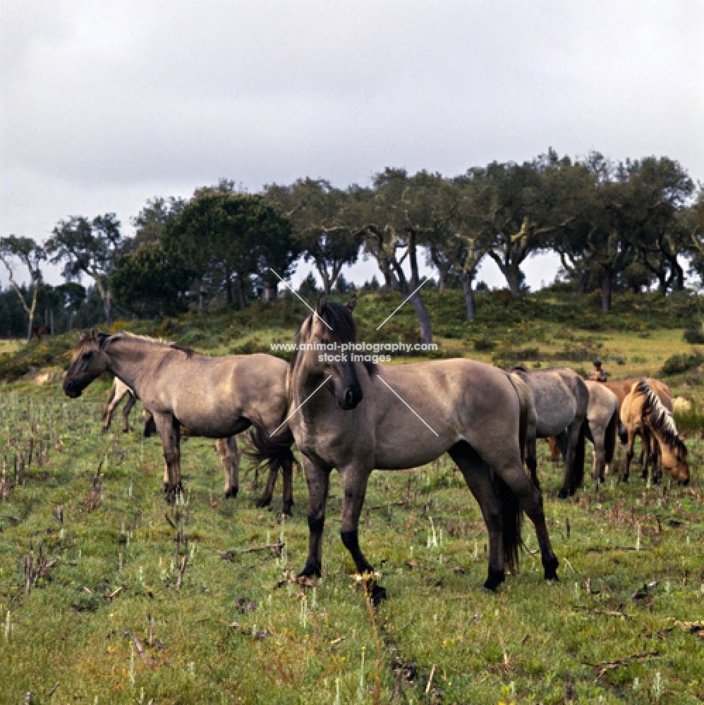 sorraia pony stallion with mares  in portugal