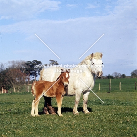 shetland pony mare and foal