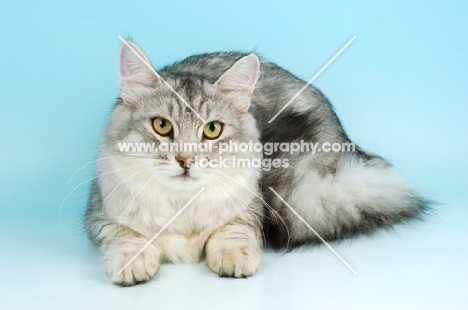 silver shaded siberian lying down