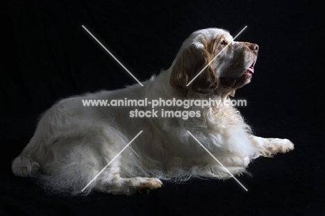 side view of lying clumber spaniel
