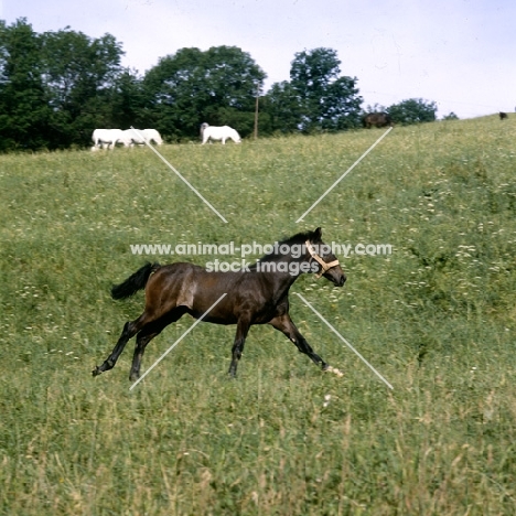 lipizzaner foal cantering at piber