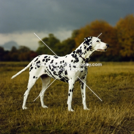 ravenswing fiorella of trumpeters (asta), dalmatian standing in a field