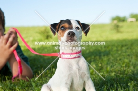 Younf Jack Russell on lead
