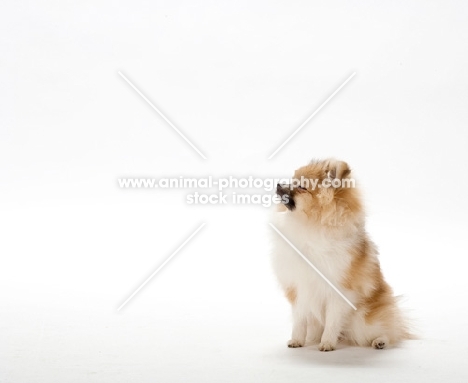 Pomeranian (aka dwarf spitz, german miniature spitz, zwergspitz, pommie) puppy