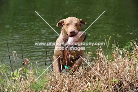 Chesapeake Bay Retriever retrieving dummy