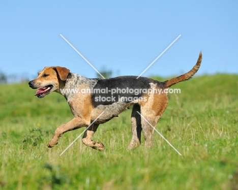 old English type foxhound running