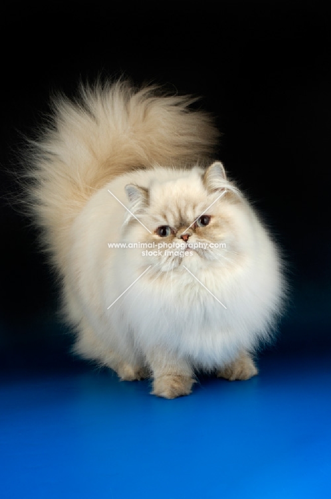 lilac colourpoint himalayan cat, standing. (Aka: Persian or Himalayan)