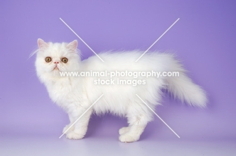 white Persian kitten standing on light purple background