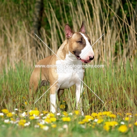 Bull Terrier