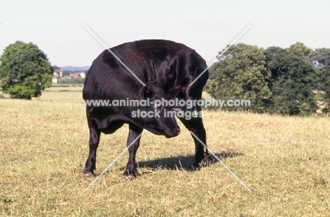 young aberdeen angus bull scratching head with his hind hoof