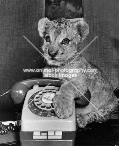 young Lion near a telephone