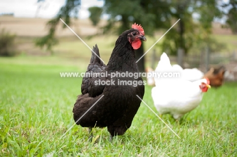 black Australorp hen 