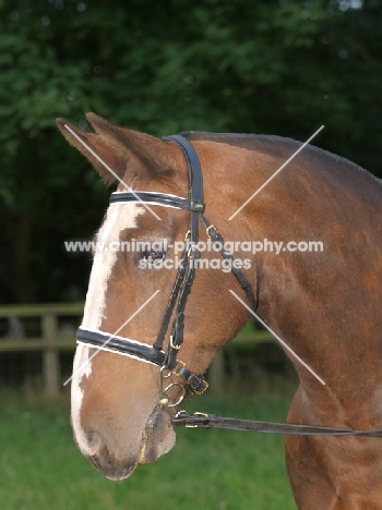 Brown cob, portrait