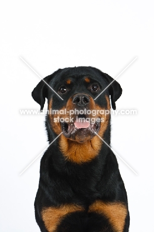 Rottweiler portrait