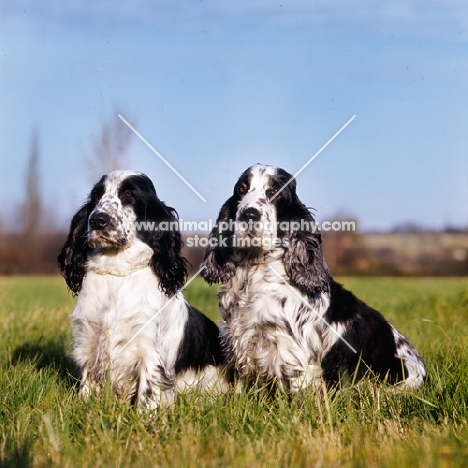 two blue roan english cocker spaniels sitting in a field