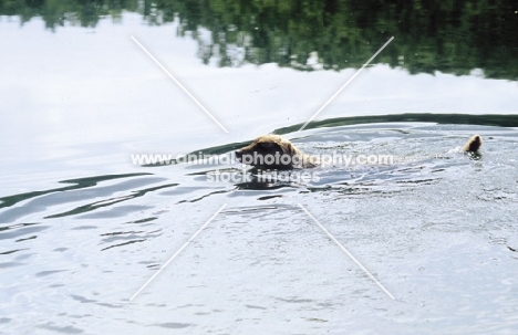 chesapeake bay retriever swimming