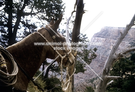 tethered mule looking out at bright angel trail, grand canyon 