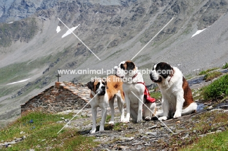 three Saint Bernard in Swiss Alps (near St, Bernard Pass)