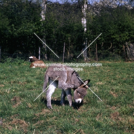 young donkey scratching head with hoof