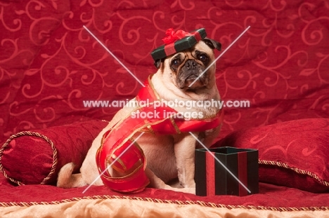 fawn Pug with gift