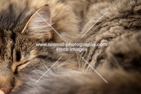 longhaired tabby cat sleeping