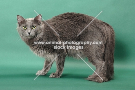 Nebelung cat on green background